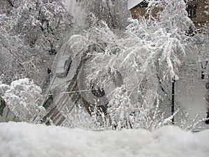 Snowfall, trees in snow, winter cityscape