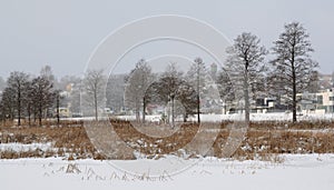 Snowfall in Viljandi. In foreground frozen Viljandi lake, reed and some oaks, further Viljandi city