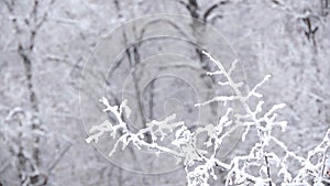 Snowfall in winter in the forest. Branches covered with snow sway in the wind