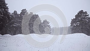 Snowfall in winter forest, glade in forest falling asleep snow, blowing snow in pine forest.