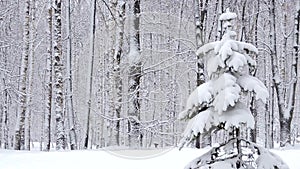 Snowfall in winter in the forest, soft snowy christmas morning with falling snow