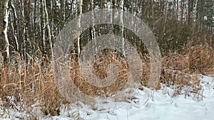 Snowfall in winter at a lake. Silt stalks at the edge of a forest