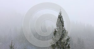 Snowfall in Winter Mountains. Snowy Pine Forest Background
