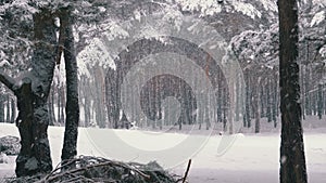 Snowfall in winter pine forest with snow-covered branches christmas trees