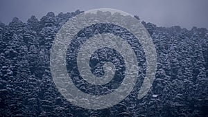 Snowfall in winter on trees dense forest