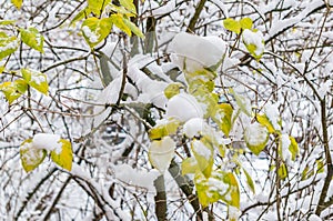 After a snowfall, yellow leaves and branches of a tree in the snow. Soft focus, shallow depth of field