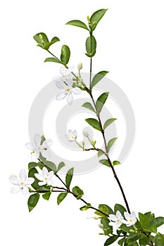 Snowflake, Arctic Snow, Winter Cherry Tree, Sweet Indrajao, Pudpitchaya or wrightia antidysenterica bloom in the garden.