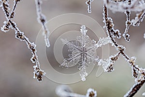 Snowflake and crystal covered branches