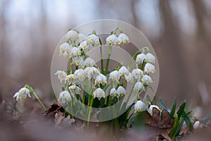 Snowflake - the first adorable spring flowers spring.