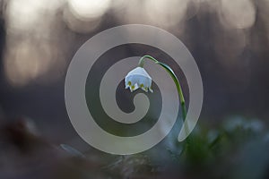 Snowflake - the first adorable spring flowers spring.