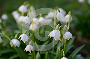 Snowflake flower with blue background