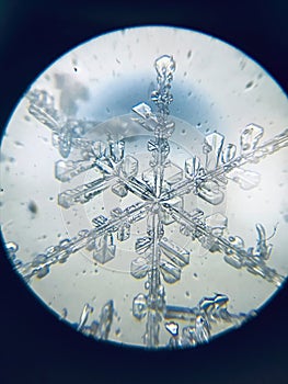 Snowflake ice crystal stellar dendrite under microscope