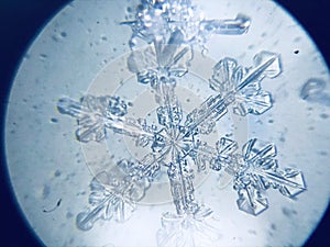 Snowflake ice crystal stellar dendrite under microscope