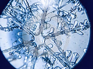 Snowflake ice crystal stellar dendrite under microscope