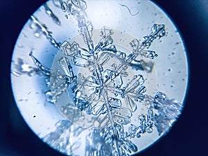 Snowflake ice crystal stellar dendrite under microscope