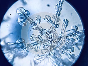 Snowflake ice crystal stellar dendrite under microscope