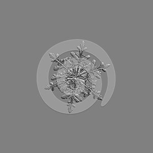 Snowflake isolated on uniform gray background