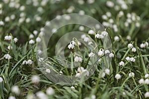 Snowflake - Leucojum aestivum - beautiful white flower on meadow in valley