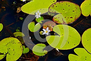 Snowflake lilies among green lily pads at Mapleton Lilyponds Queensland