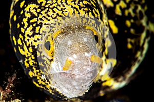 snowflake moray