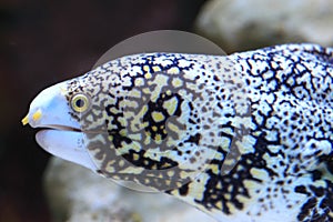 Snowflake moray