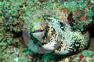 Snowflake Moray