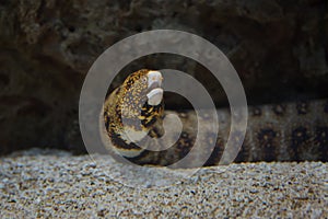 Snowflake moray Echidna nebulosa