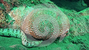 Snowflake moray Echidna nebulosa on the sand in Zulu sea Dumaguete