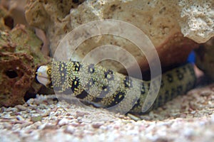 Snowflake Moray Eel