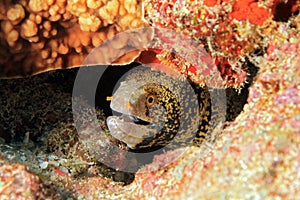 Snowflake Moray Eel