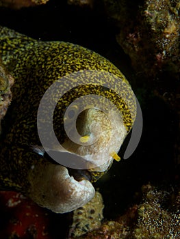 Snowflake moray photo