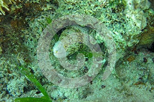 Snowflake Moray pokes his head out of a hole in a coral reef. Clouded moray marine fish of the family Muraenidae. Echidna Nebulosa