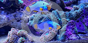 Snowflake Ocellaris Clownfish - Amphiprion ocellaris