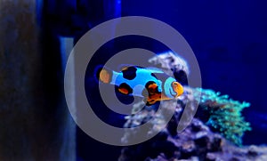 Snowflake Ocellaris Clownfish - Amphiprion ocellaris