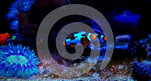 Snowflake Ocellaris Clownfish - Amphiprion ocellaris