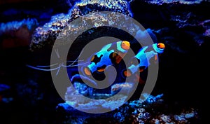 Snowflake Ocellaris Clownfish - Amphiprion ocellaris