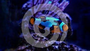 Snowflake Ocellaris Clownfish - Amphiprion ocellaris