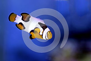 Snowflake Ocellaris Clownfish - Amphiprion ocellaris