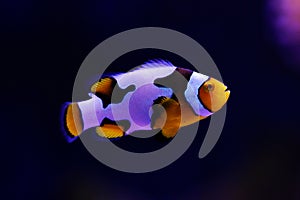 Snowflake Ocellaris Clownfish - Amphiprion ocellaris