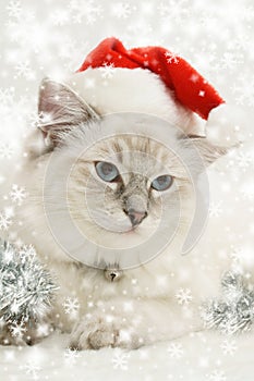 snowflake santa kitty