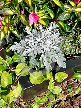 Snowflake star flower leaf green