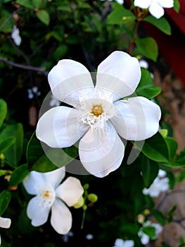 Snowflake or Wrightia antidysenterica flower