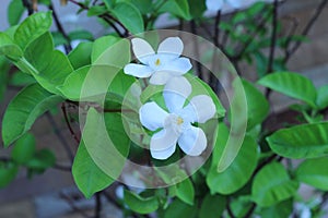 Snowflake or wrightia antidysenterica flower