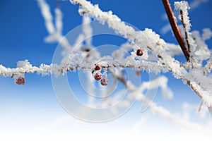 Snowflakes on branches with red berries