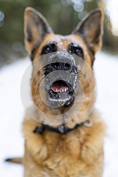 Snowflakes on Dog Nose. Close Up Portrait