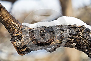 Snow falls on the leaves photo