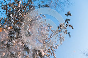 Snowflakes fall from pine branches. Snow-covered branches and blue sky