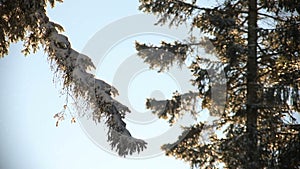 Snowflakes falling on a pine branch and create a beautiful picture