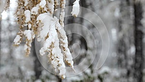 Snowflakes falling, snowfall. Scenic winter landscape. Trees and snow