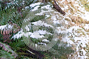 Snowflakes on fern leaves.